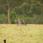 Kangaroo Valley